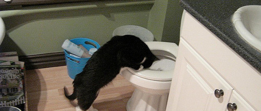 Gatto vomita schiuma bianca: cause 