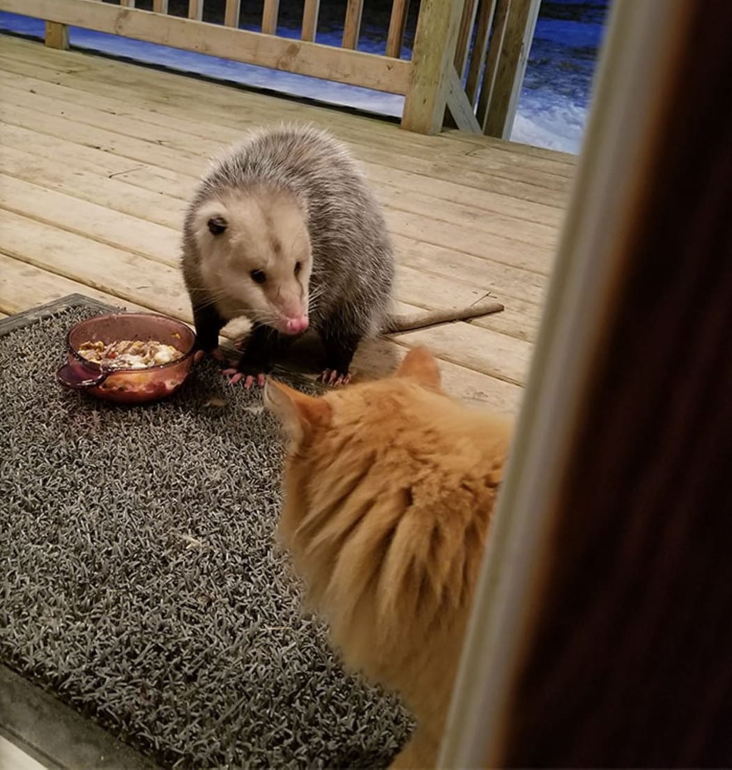gatto-e-opossum
