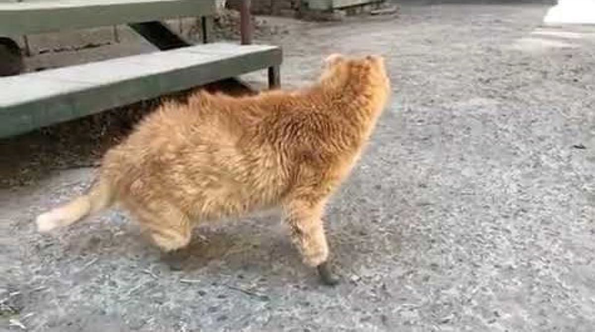 gatto-girato-di-spalle