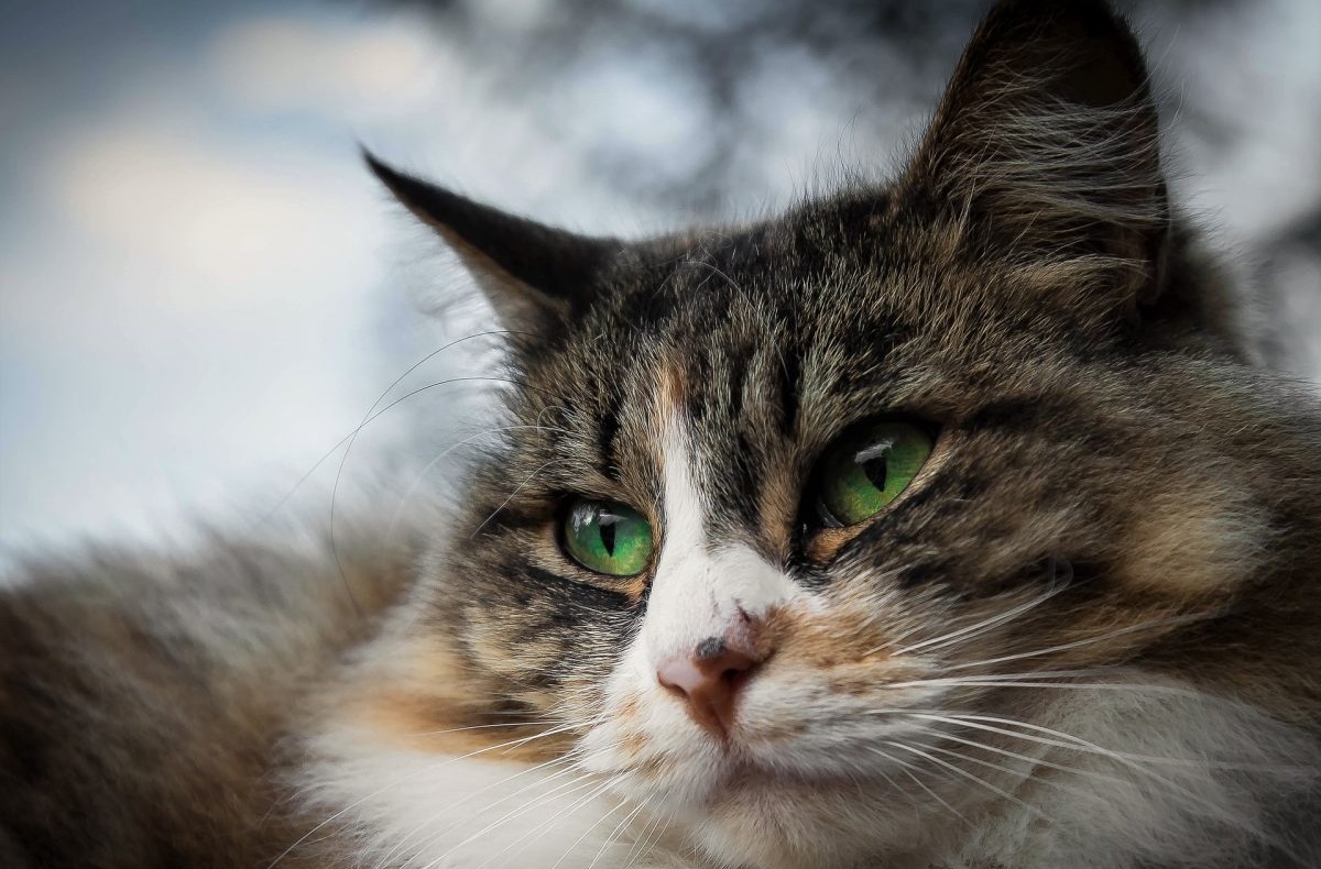 Gatto con occhio gonfio: le cause