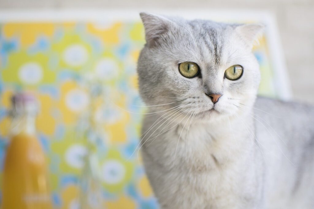 gatto grigio con gli occhi verdi