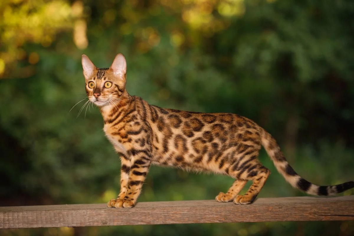 Gatto del Bengala: provoca allergia?