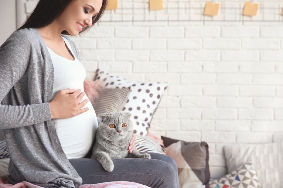 gatto grigio sulle gambe di donna incinta