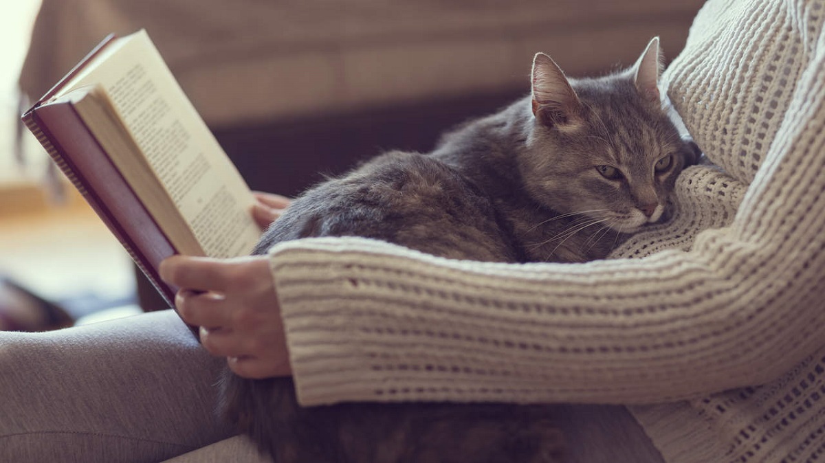 gatto su gambe di donna che legge