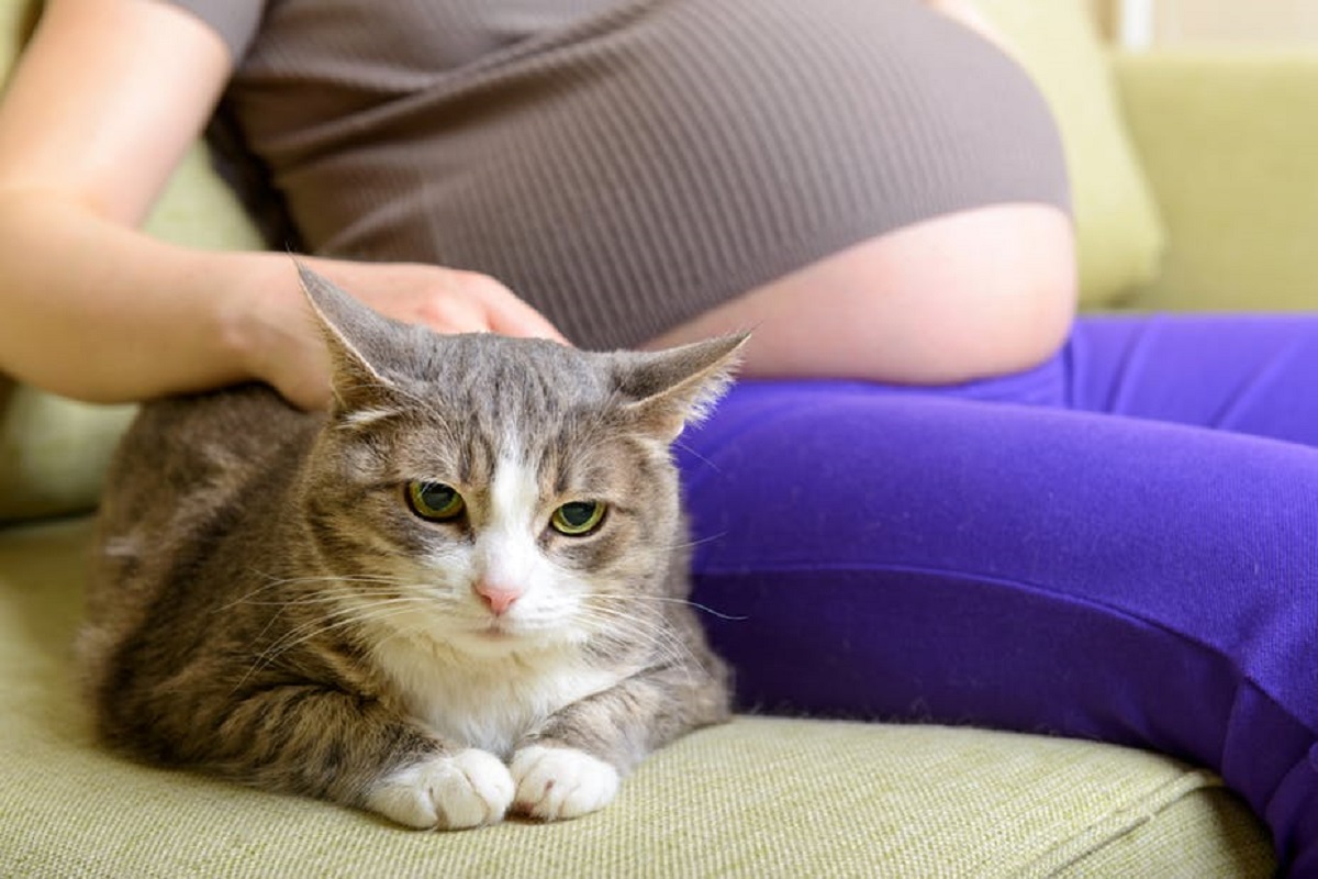 gatto disteso su divano accanto a donna incinta