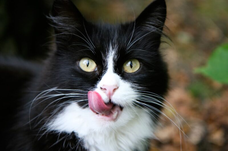 I croccantini fanno male ai gatti