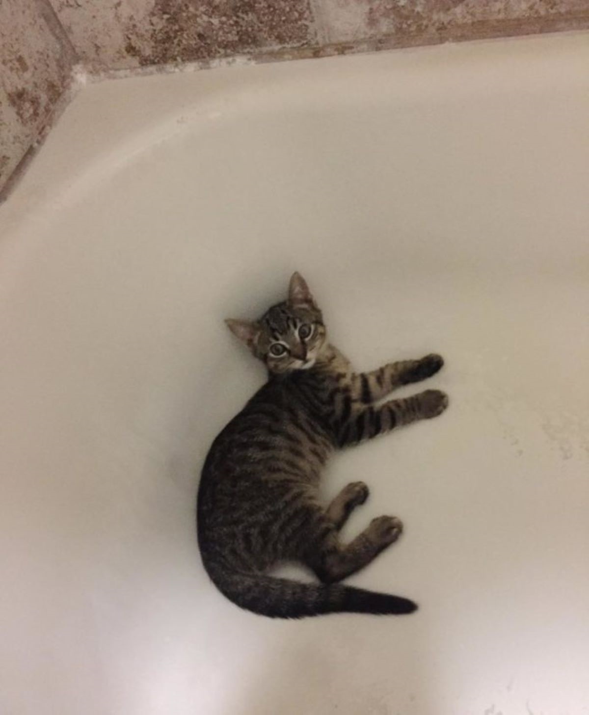 gatto-nella-vasca