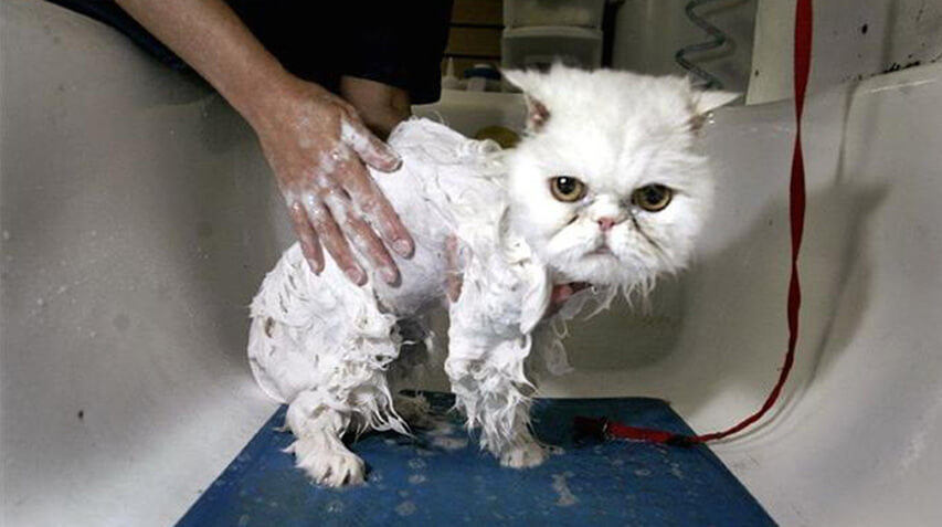 Come lavare un gatto persiano 