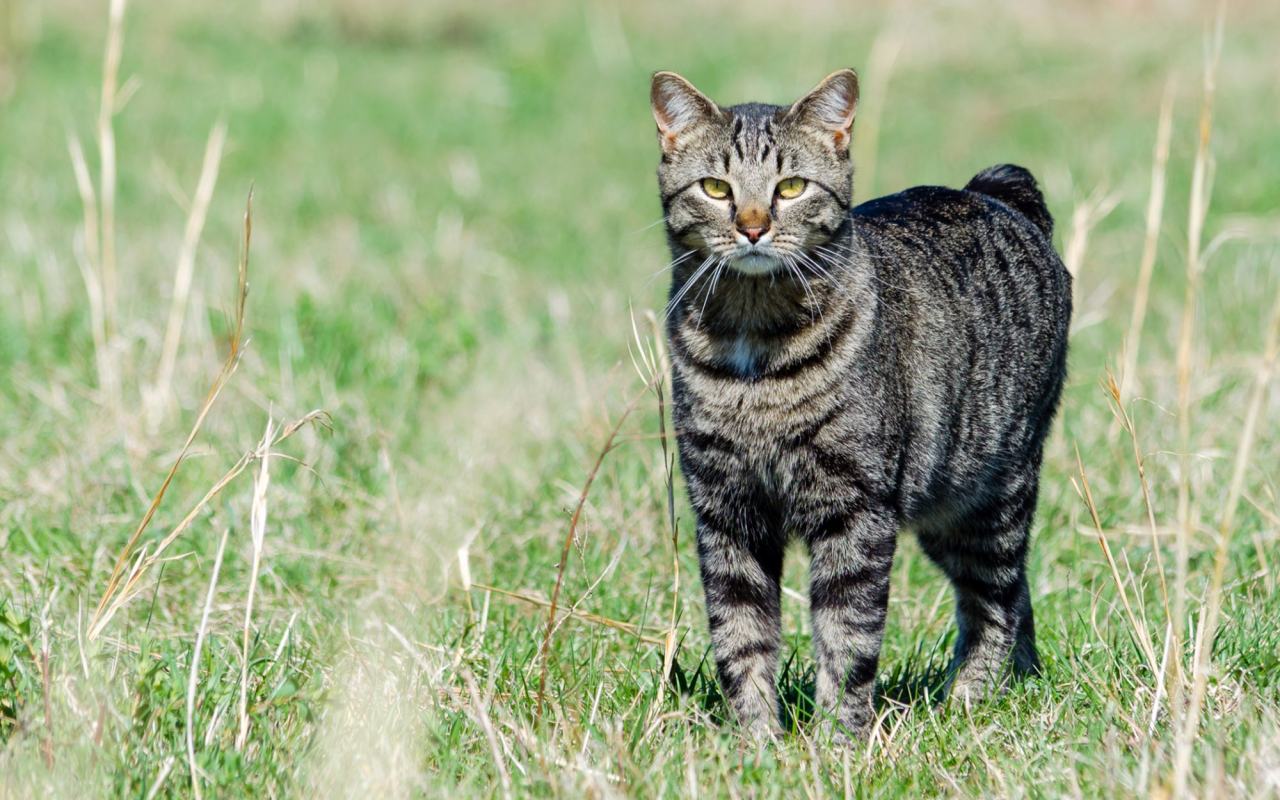 gatto sul prato