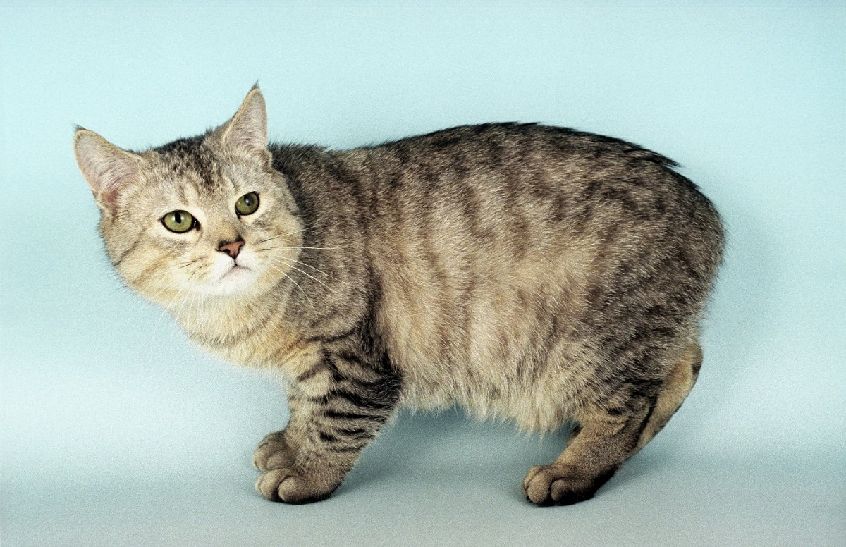 gatto manx su sfondo chiaro
