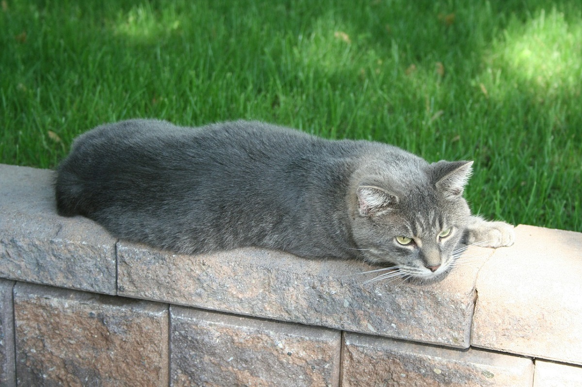 gatto manx su muretto