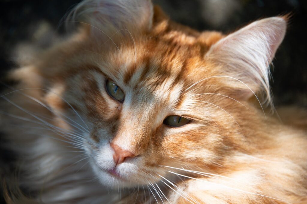 Gatto delle Foreste Norvegesi, personalità: cosa sapere sul suo carattere