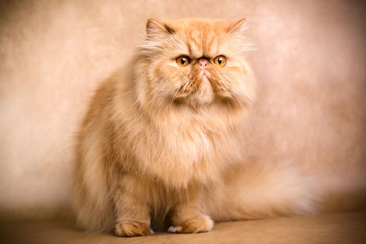 gatto persiano arancione