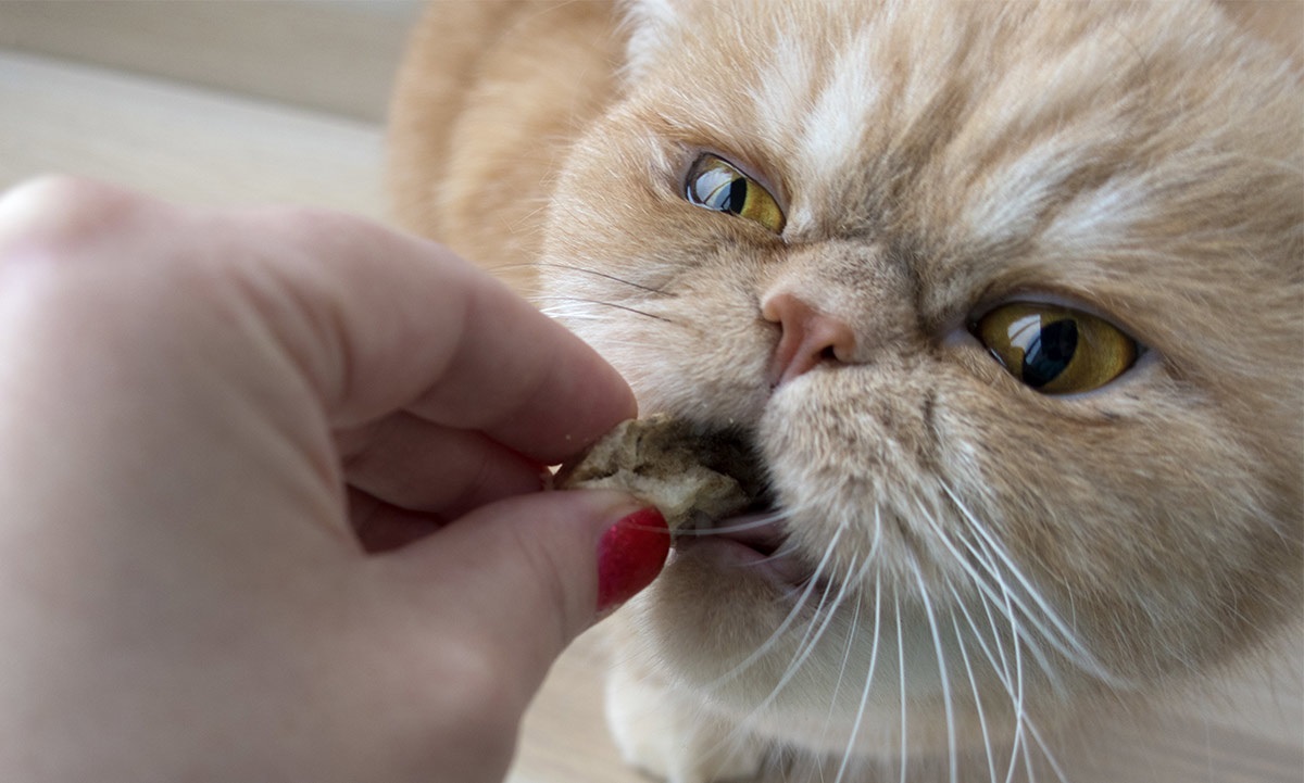 gatto persiano viene nutrito