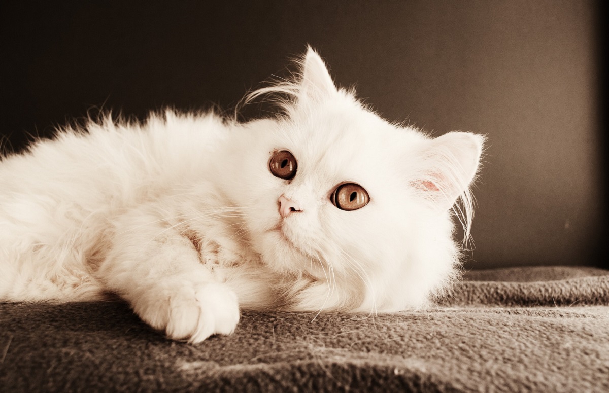 gatto persiano bianco