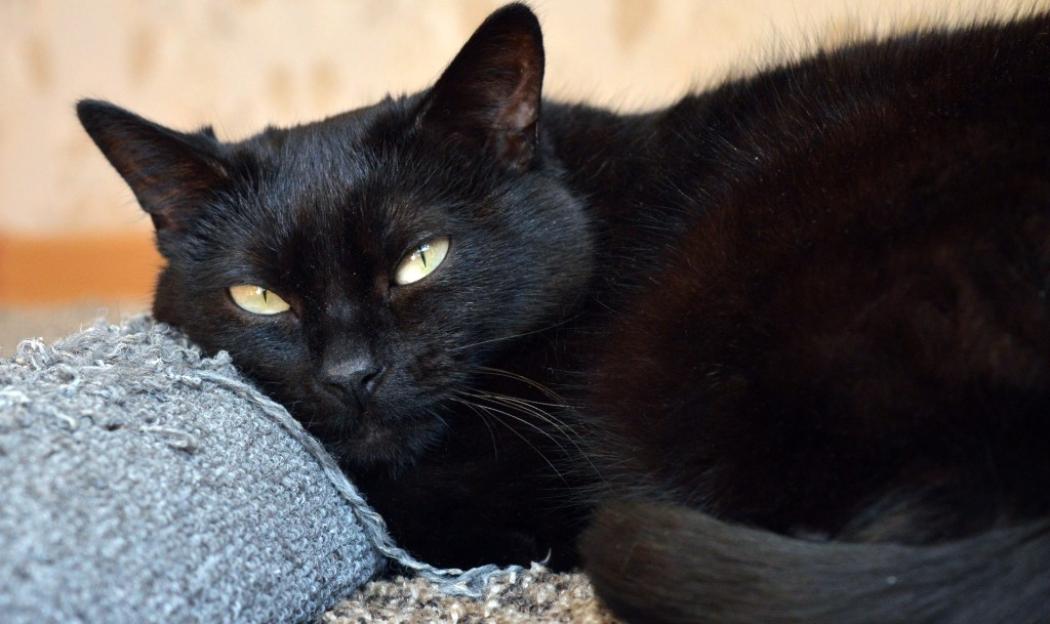gatto-nero-che-fissa