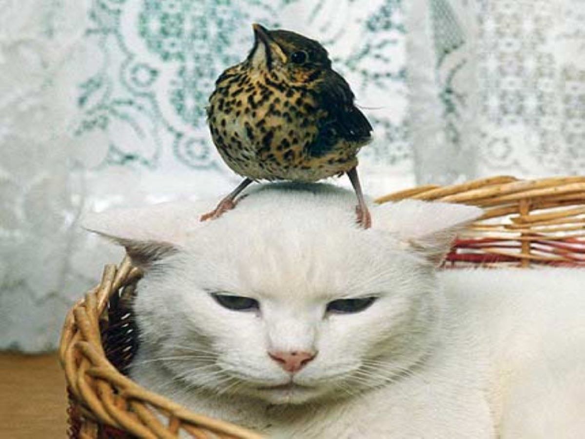 gatto-con-uccello-in-testa
