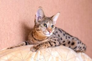 Gatto Savannah, carattere e personalità: cosa sapere