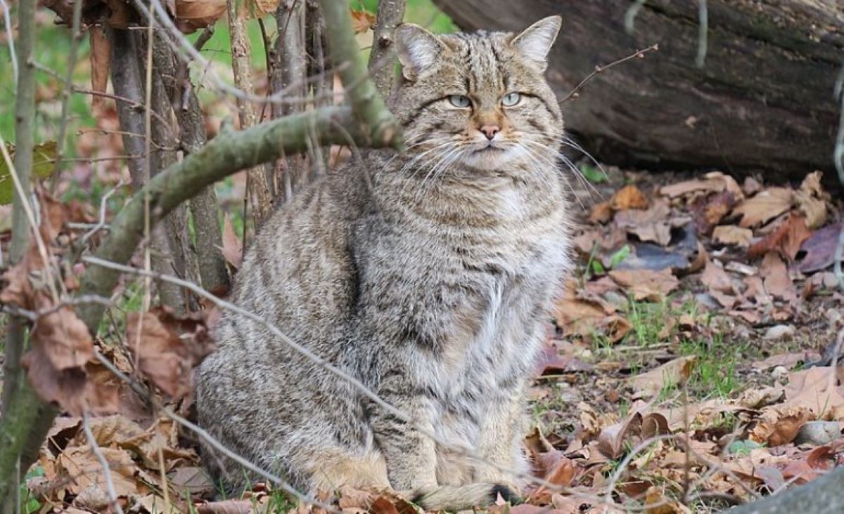 gatto-selvatico-sul-bosco