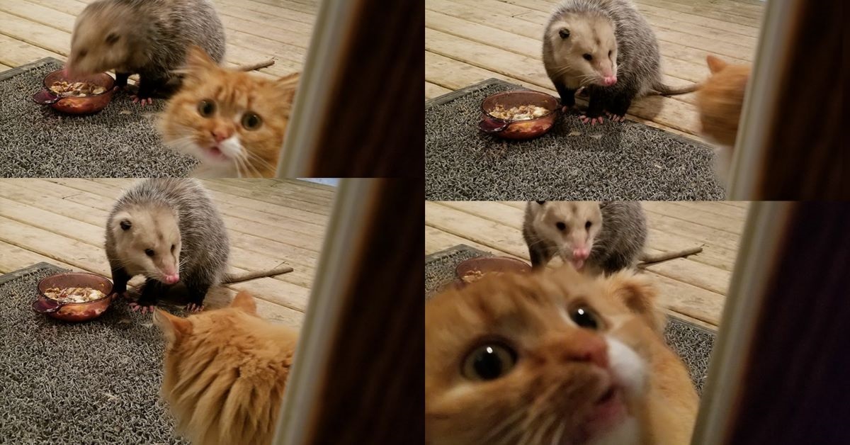 Gatto si lascia rubare il cibo da opossum: guardate la sua espressione