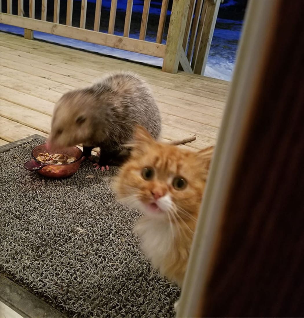 gatto-che-guarda-e-opossum-che-mangia