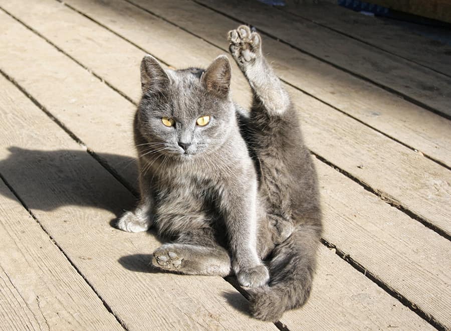 Perché il gatto mi fissa