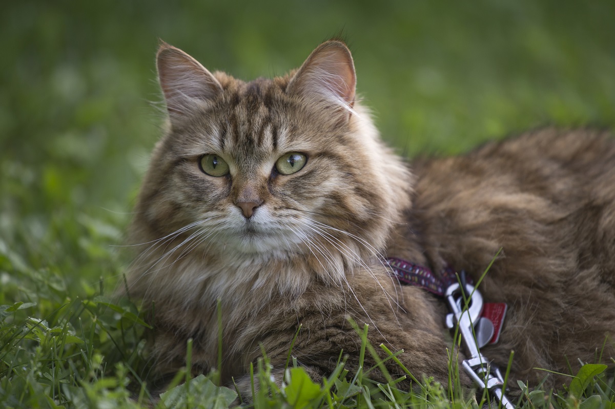 Gatto Siberiano: adatto agli allergici?