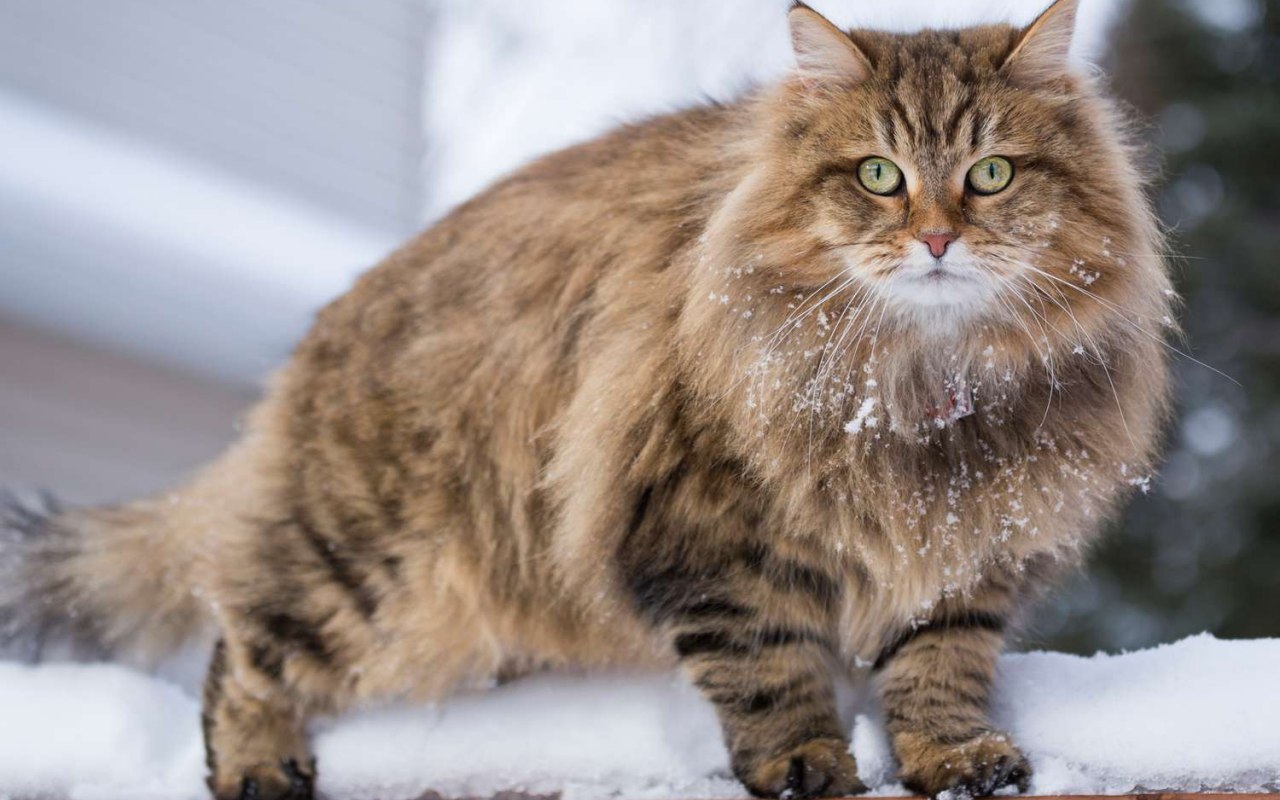 gatto sulla neve