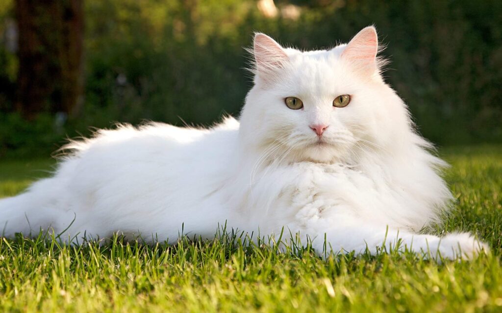 gatto col pelo bianco