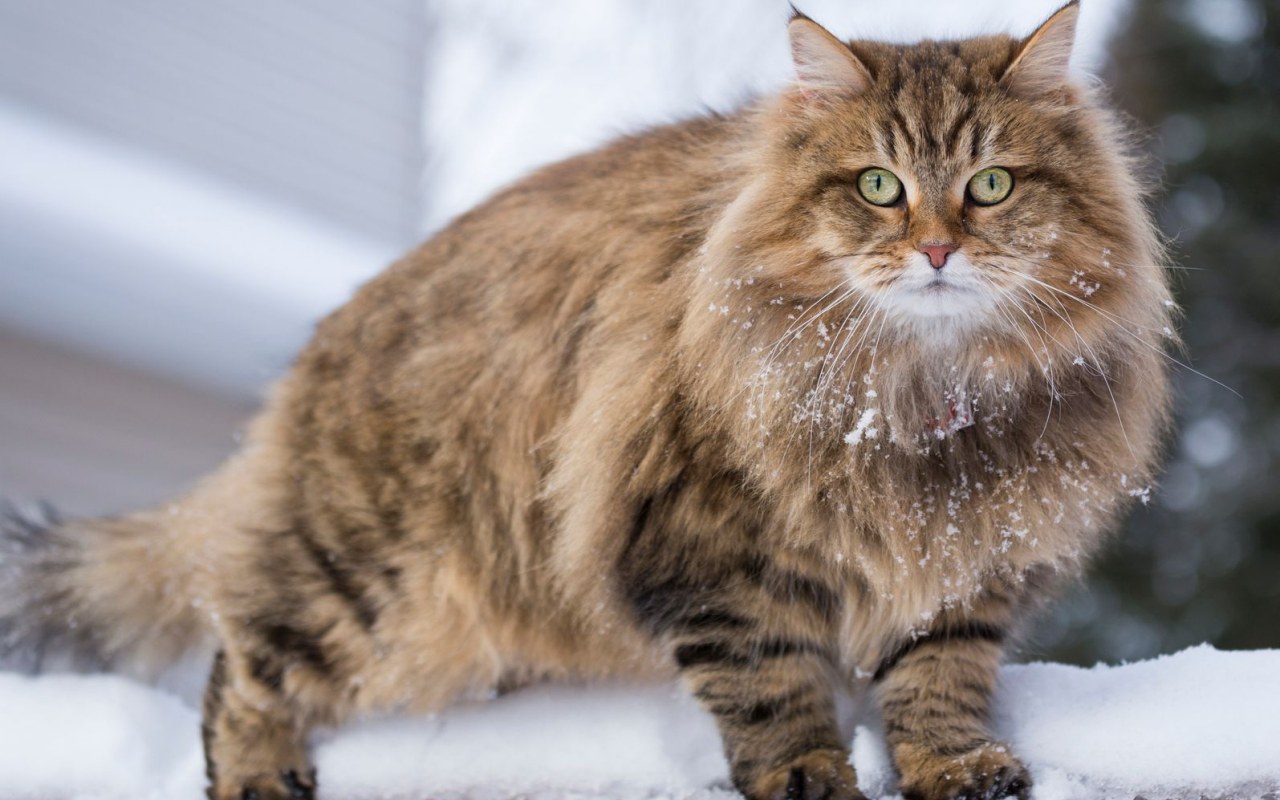 gatto tigrato con il pelo molto lungo che cammina sulla neve