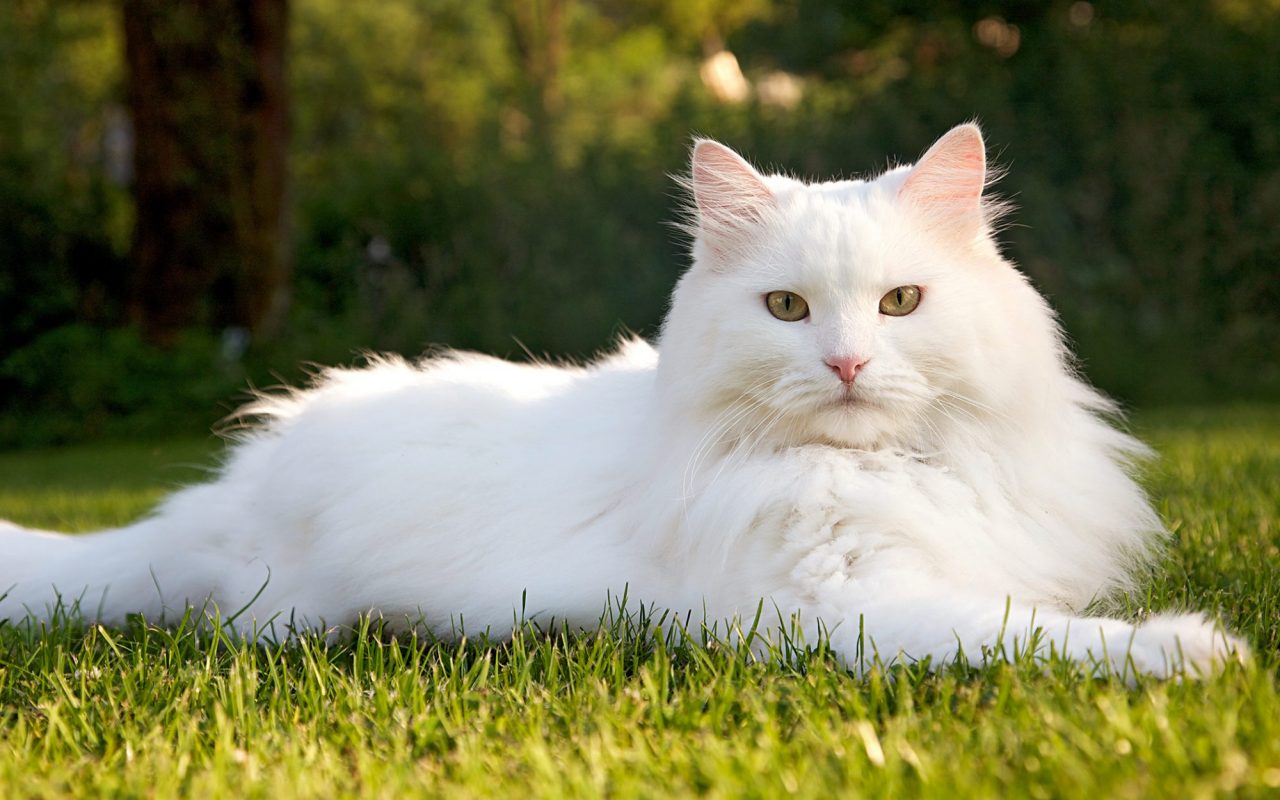 gatto bianco a pelo lungo disteso su un prato verde