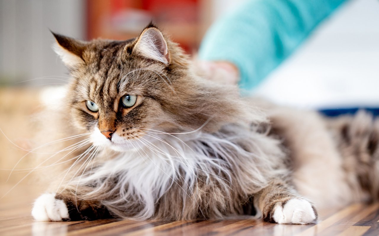 gatto dal veterinario per la procedura di sterilizzazione