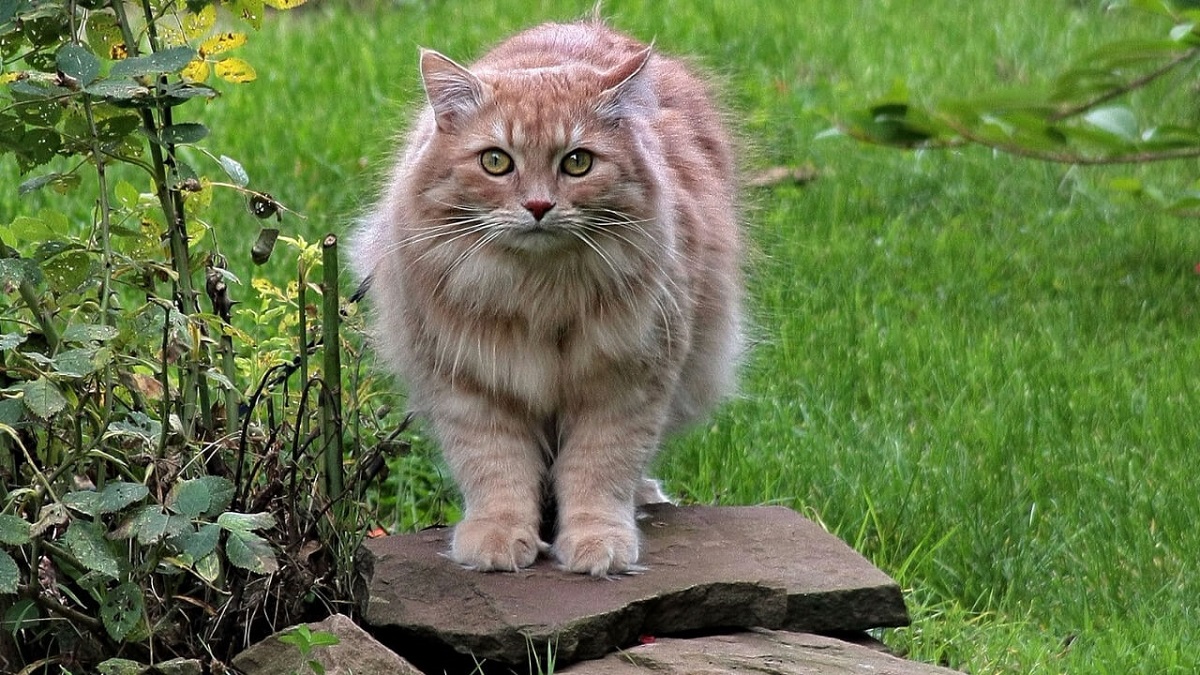 gatto siberiano su una roccia