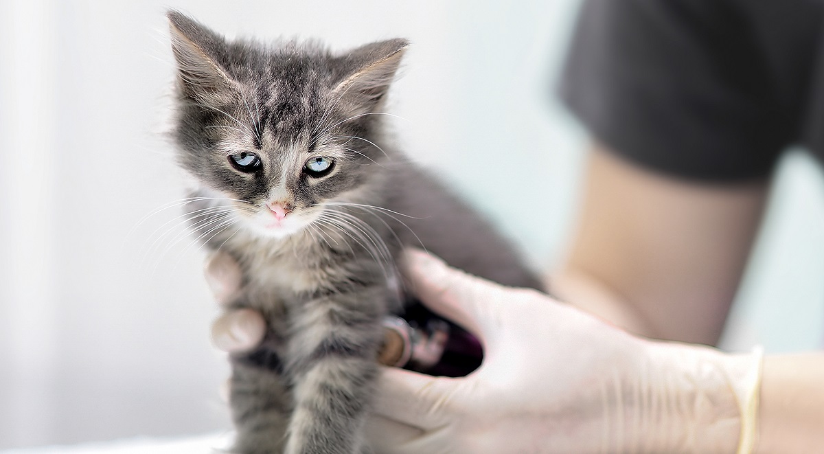 gattino dal veterinario