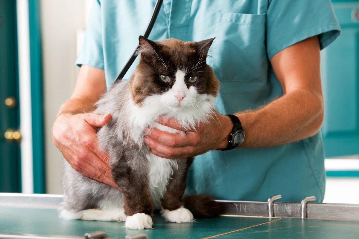 Granuloma eosinofilico nel gatto: sintomi, cause e trattamento