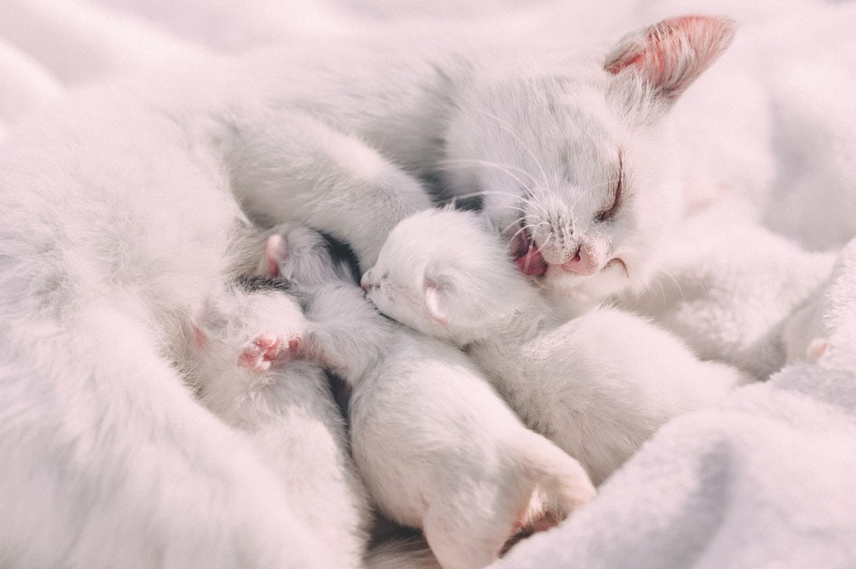 cucciolata di gattini bianchi con la madre