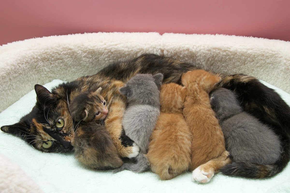 mamma gatta con cinque gattini