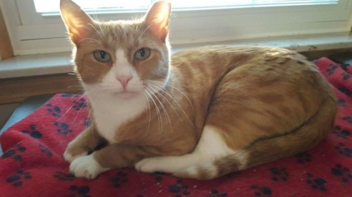 gatto-bianco-e-arancione-su-coperta