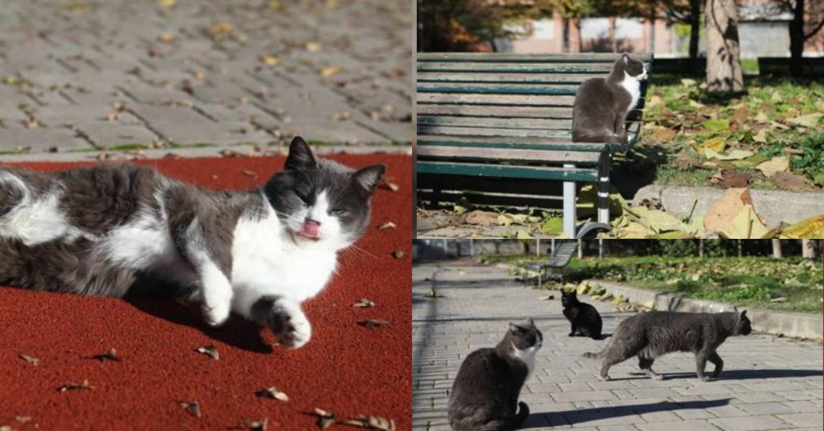 I gatti adottati dal quartiere di Via Ripamonti al Vigentino
