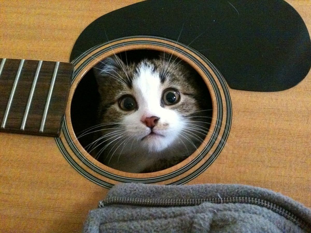 gatto-dentro-a-chitarra