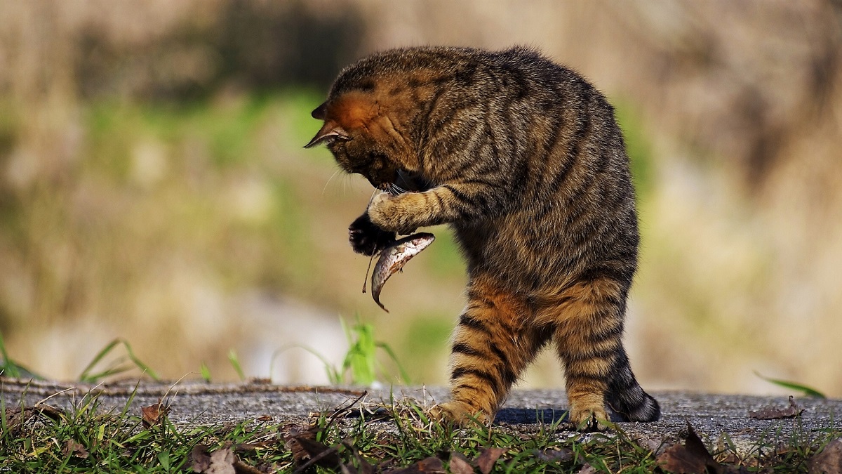 gatto mangia pesce crudo