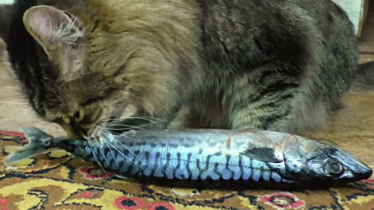 gattino mangia pesce