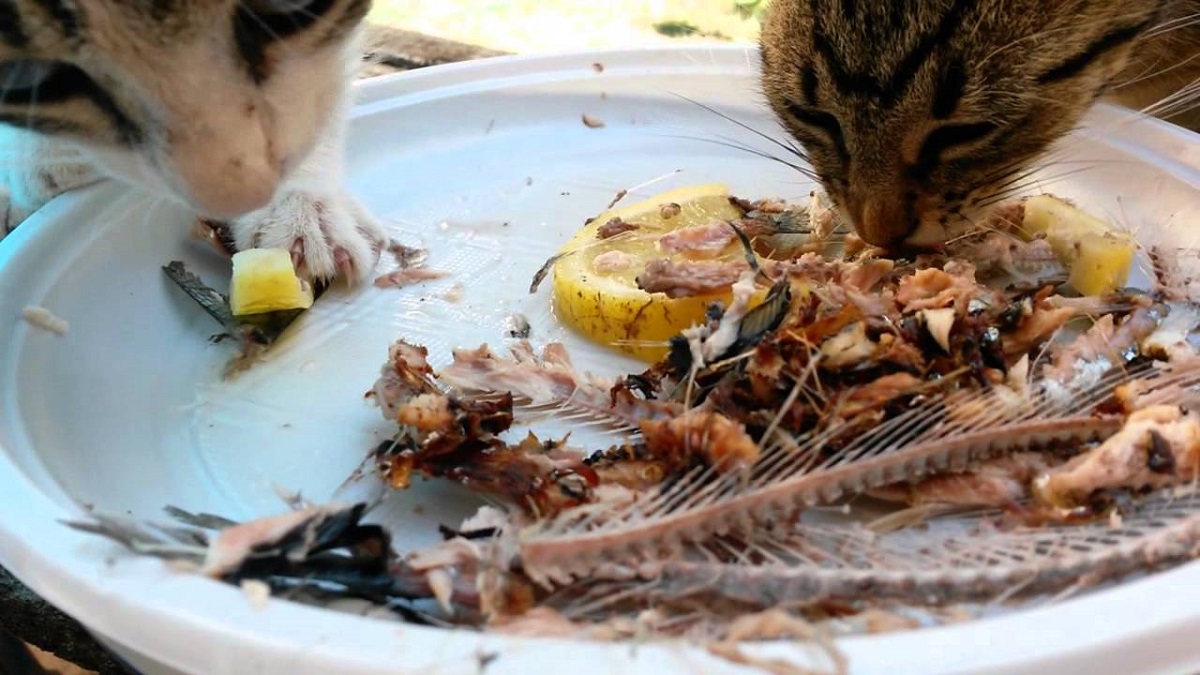 gatti mangiano pesce con lische