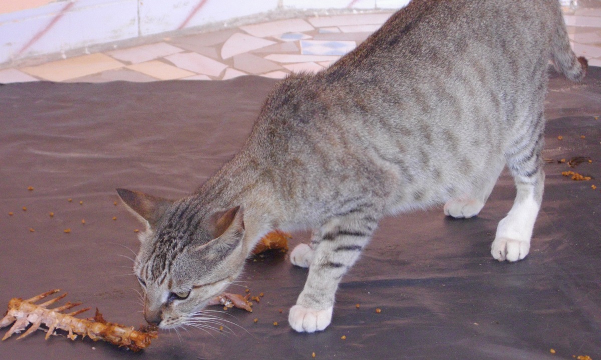 gatto annusa grossa lisca