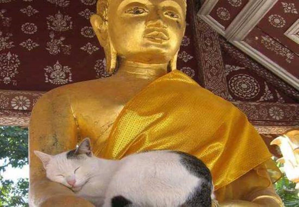 gatto-che-dorme-su-statua-in-oro