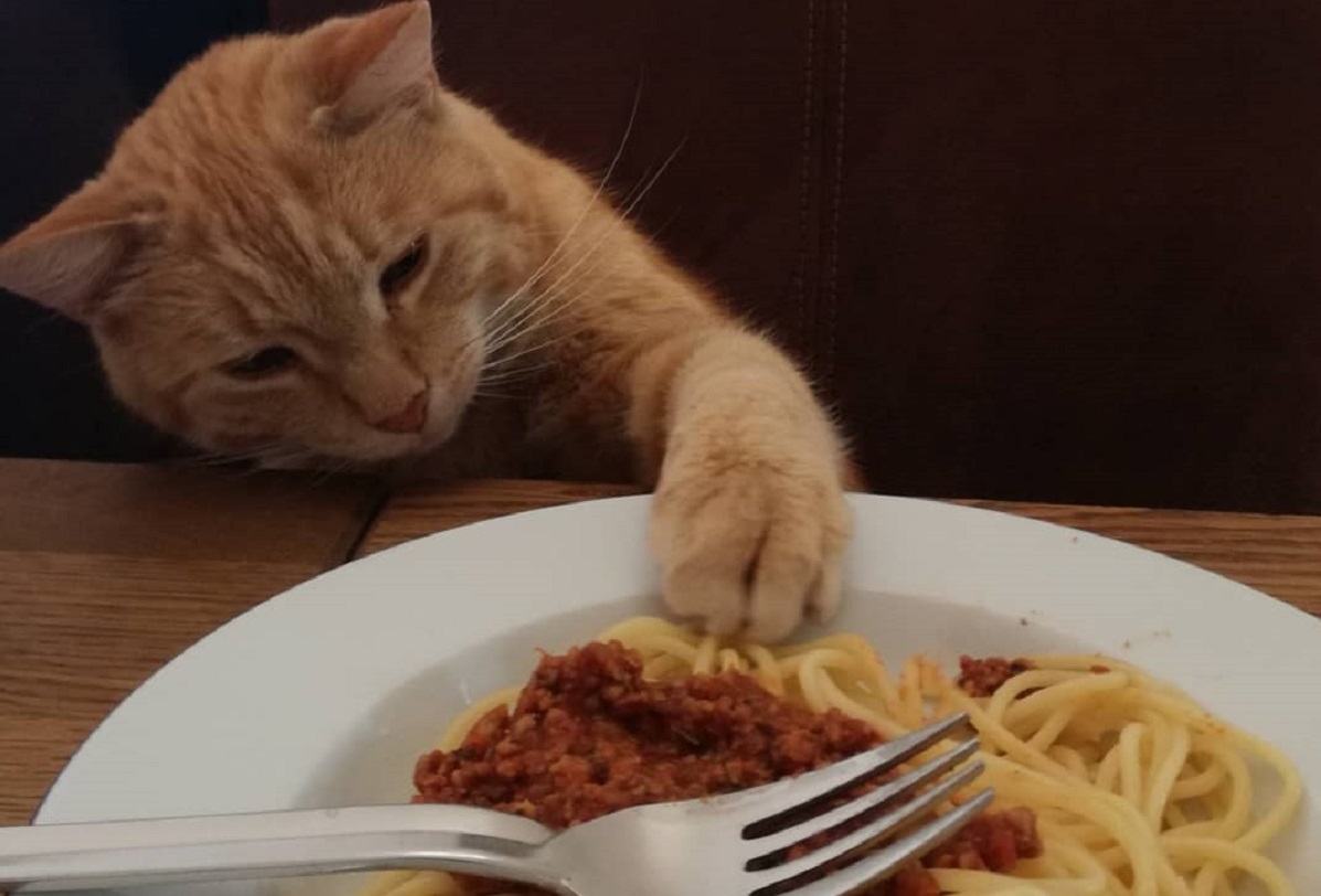 gatto attratto da piatto di pasta