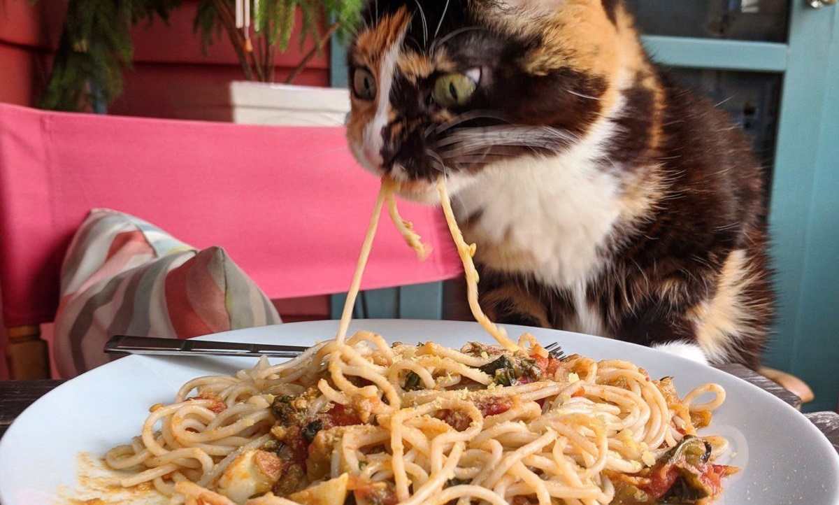 gatto mangia spaghetti