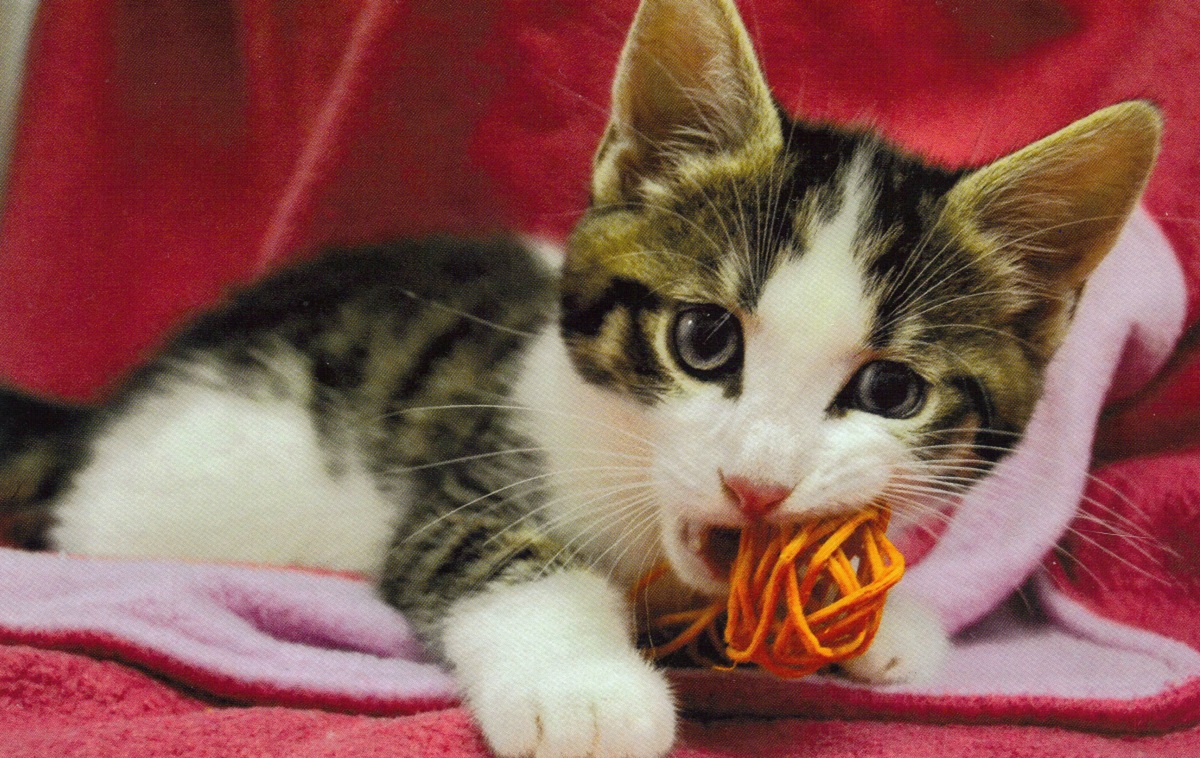 I gatti possono mangiare la pasta?