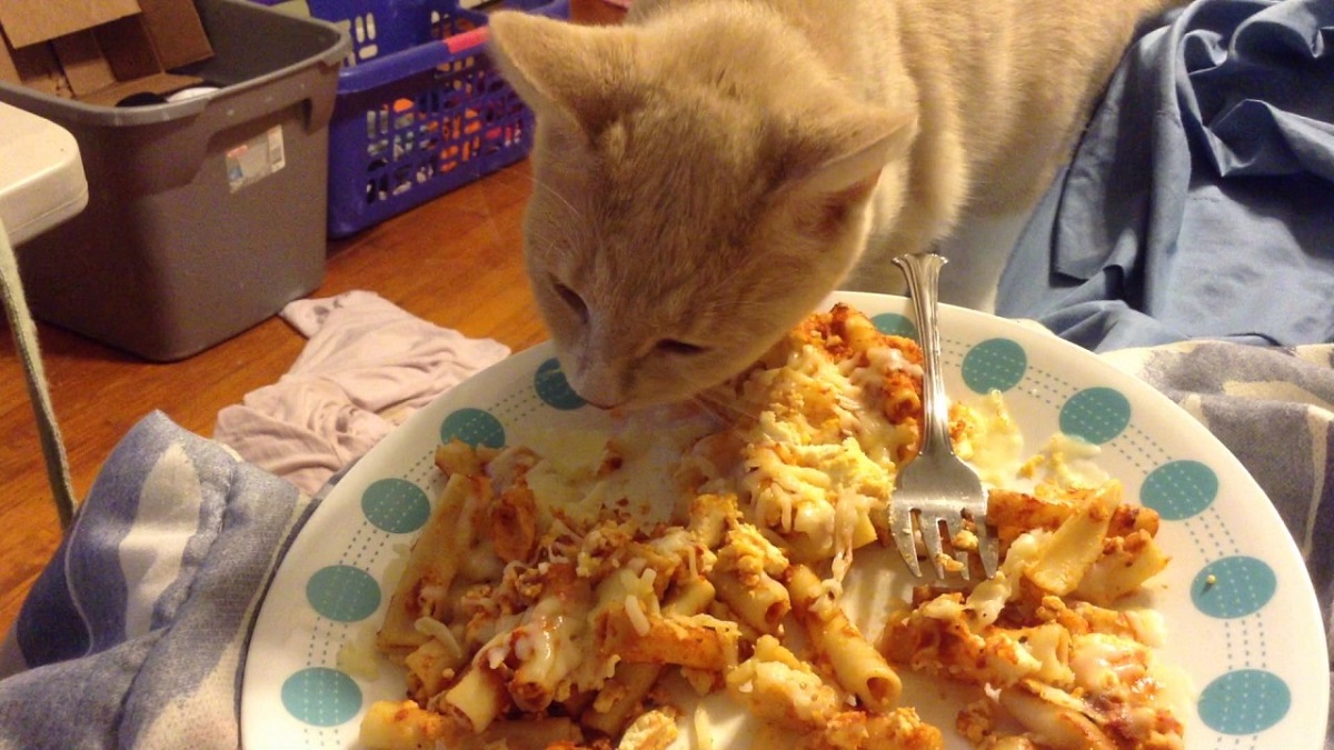 gattino mangia pasta