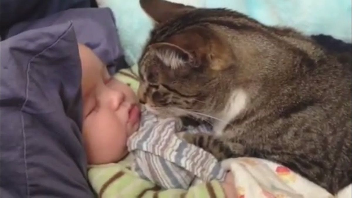 gatto con bambino piccolo